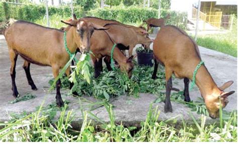 batangas milker|Oberhasli Goat: Proving to be an Exceptional Milker.